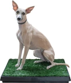 Adori Trainingsmat Gras - Hondentoilet - 50x63 Cm Multi-Color 8 Adori Trainingsmat Gras - Hondentoilet - 50x63 Cm Multi-Color -Dieren Benodigdheden Winkel 1034x1200 4