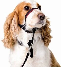 Halti OptiFit Headcollar - Hond - Anti Trekhalsband - Maat M - Voor Labrador, Boxer, Dobermann, Golden Retriever 17 Halti OptiFit Headcollar - Hond - Anti Trekhalsband - Maat M - Voor Labrador, Boxer, Dobermann, Golden Retriever -Dieren Benodigdheden Winkel 1092x1200