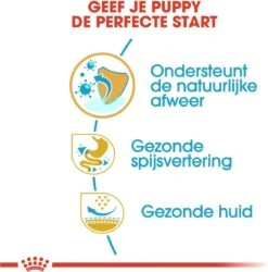 Royal Canin French Bulldog Junior 3 KG -Dieren Benodigdheden Winkel 1185x1200 1