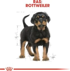 Royal Canin Rottweiler Junior 12 KG -Dieren Benodigdheden Winkel 1185x1200 4