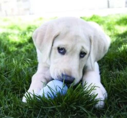 Kong Stuff 'N Mini Snacks Puppy Hondensnack - Kip & Rijst -Dieren Benodigdheden Winkel 1200x1122