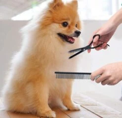 Petsify - Professionele 8-delige Huisdier Knipset - Effileerschaar Hond - Kam Hond - Schaar Hond - Katten Kam - Hondenschaar - Trimschaar Voor Honden - Kapperset - Zwart -Dieren Benodigdheden Winkel 1200x1166 6