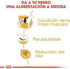 Royal Canin French Bulldog Adult 9 KG -Dieren Benodigdheden Winkel 1200x1180 3