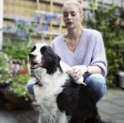 Merkloos HondenFöhn En Borstel - RVS Borstel - Huisdieren - 2 In 1 Hondenföhn -Dieren Benodigdheden Winkel 1200x1190 7