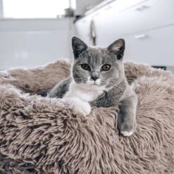 District 70 FUZZ - Hondenmand Comfortabel En Zacht Pluche - Zand, Oudroze, Donkergrijs En Lichtgrijs In S/M/L/XL - Maat: Large, Kleur: Zand 17 District 70 FUZZ - Hondenmand Comfortabel En Zacht Pluche - Zand, Oudroze, Donkergrijs En Lichtgrijs In S/M/L/XL - Maat: Large, Kleur: Zand -Dieren Benodigdheden Winkel 1200x1200 102