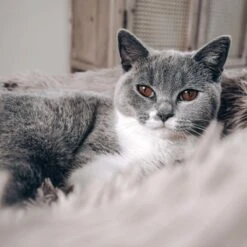 District 70 FUZZ - Hondenmand Comfortabel En Zacht Pluche - Zand, Oudroze, Donkergrijs En Lichtgrijs In S/M/L/XL - Maat: Large, Kleur: Zand 19 District 70 FUZZ - Hondenmand Comfortabel En Zacht Pluche - Zand, Oudroze, Donkergrijs En Lichtgrijs In S/M/L/XL - Maat: Large, Kleur: Zand -Dieren Benodigdheden Winkel 1200x1200 104