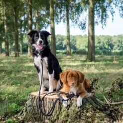 Rebel Petz - Dubbele Verstelbare Hondenriem Voor Twee Honden - Met Draaibare Sluiting En Zacht Handvat - Small En Large - Small (140 Cm Lang, Ø 8 Mm) -Dieren Benodigdheden Winkel 1200x1200 1089