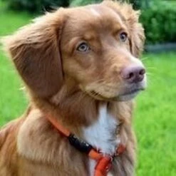 Rebel Petz - Honden Trainingslijn Met Halsband - Taupe, Zwart, Groen & Oranje - Maat Small Of Large - Kleur: Oranje, Maat: Large -Dieren Benodigdheden Winkel 1200x1200 1095