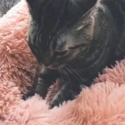 Snoozle Donut Hondenmand - Zacht En Luxe Hondenkussen - Wasbaar - Fluffy - Hondenmanden - 70cm - Grijs 23 Snoozle Donut Hondenmand - Zacht En Luxe Hondenkussen - Wasbaar - Fluffy - Hondenmanden - 70cm - Grijs -Dieren Benodigdheden Winkel 1200x1200 14