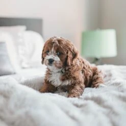 Fluffy Blanket - Pluche Hondendeken - 120 X 100 CM - Grijs - Voor De Auto Of Bank - Fleece -Dieren Benodigdheden Winkel 1200x1200 179