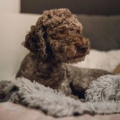 Fluffy Blanket - Pluche Hondendeken - 120 X 100 CM - Grijs - Voor De Auto Of Bank - Fleece -Dieren Benodigdheden Winkel 1200x1200 180