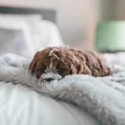 Fluffy Blanket - Pluche Hondendeken - 120 X 100 CM - Grijs - Voor De Auto Of Bank - Fleece -Dieren Benodigdheden Winkel 1200x1200 181