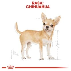 Royal Canin Chihuahua 3 KG -Dieren Benodigdheden Winkel 1200x1200 218