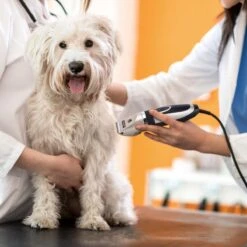 Nobleza Dieren Tondeuse Set - 4 Opzetkammen - Draadloos - Voor Huisdieren Katten & Honden -Dieren Benodigdheden Winkel 1200x1200 288