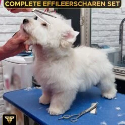 Toivo Schaar Voor Dieren - Zilver - Effileerscharen - Honden Scharenset - Dierenschaar - Set 5 Stuks - Trimscharen - Trimset - Uitdunschaar Hond - Schaar Honden 13 Toivo Schaar Voor Dieren - Zilver - Effileerscharen - Honden Scharenset - Dierenschaar - Set 5 Stuks - Trimscharen - Trimset - Uitdunschaar Hond - Schaar Honden -Dieren Benodigdheden Winkel 1200x1200 475
