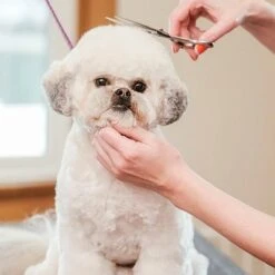 Merkloos Premium Gebogen Trimschaar Honden - Huisdier Trimmen - Hoofd, Poten Ogen & Oren - Kat & Hond Knippen - Veilige Schaar -Dieren Benodigdheden Winkel 1200x1200 557