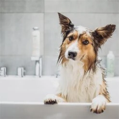 Greenfields Vacht Verzorging Set Voor Honden Shampoo, Conditioner & Droogshampoo 14 Greenfields Vacht Verzorging Set Voor Honden Shampoo, Conditioner & Droogshampoo -Dieren Benodigdheden Winkel 1200x1200 634