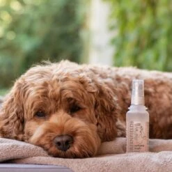 Hondenparfum Spray In 4 Geuren - Greenfields - Alchoholvrije En PH Neutrale Formule Tegen Onaangename Geurtjes - 50ml - Exotic -Dieren Benodigdheden Winkel 1200x1200 649