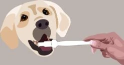 Aedogz Tandsteen Verwijder Spons Hond & Kat - Verwijdert Tandsteen, Aanslag En Vlekken - Verfrist De Adem Voorkomt Tandvleesproblemen. -Dieren Benodigdheden Winkel 1200x632