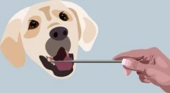 AE Dogz Tandsteenverwijderaar/Tandenkrabber -Dieren Benodigdheden Winkel 1200x663 1