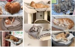 Merkloos Zelfverwarmende Dierendeken Zonder Stroom Thermo Deken Hond Kat Inclusief Adreslabel 70 X 47 Cm 15 Merkloos Zelfverwarmende Dierendeken Zonder Stroom Thermo Deken Hond Kat Inclusief Adreslabel 70 X 47 Cm -Dieren Benodigdheden Winkel 1200x751 1