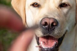 Delcon - Premium Hondenvoer - Puppy - 12kg -Dieren Benodigdheden Winkel 1200x799 14