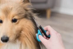 Trixie Gezicht- En Potenschaar Kunststof / Rvs 8 Cm -Dieren Benodigdheden Winkel 1200x800 36