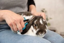 Trixie Gezicht- En Potenschaar Kunststof / Rvs 8 Cm -Dieren Benodigdheden Winkel 1200x800 38