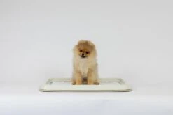 Easypets Puppy Training Pads - Zindelijkheidstraining - Hondentoilet - 60 X 60 Cm - 250 Stuks - INCL. PADHOUDER -Dieren Benodigdheden Winkel 1200x800 53