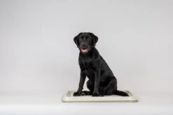 Easypets Puppy Training Pads - Zindelijkheidstraining - Hondentoilet - 60 X 60 Cm - 250 Stuks - INCL. PADHOUDER -Dieren Benodigdheden Winkel 1200x800 54