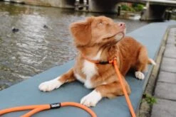 Rebel Petz - Honden Trainingslijn Met Halsband - Taupe, Zwart, Groen & Oranje - Maat Small Of Large - Kleur: Zwart, Maat: Large -Dieren Benodigdheden Winkel 1200x800 65