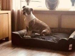 Hondenmand Cordura XXXL – Donkergrijs - 125 X 90 X 24 Cm 15 Hondenmand Cordura XXXL – Donkergrijs - 125 X 90 X 24 Cm -Dieren Benodigdheden Winkel 1200x900 2