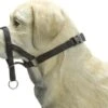 Beeztees Dog Control - Halsband Hond - Zwart - M -Dieren Benodigdheden Winkel 1200x917 3