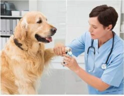 Woodoro Nagelknipper Nagelvijl Nagelschaar Voor Hond En Kat - Incl. Veiligheidsstop -Dieren Benodigdheden Winkel 1200x928 1