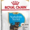 Royal Canin Yorkshire Terrier Junior 1.5 KG -Dieren Benodigdheden Winkel 717x1200 1