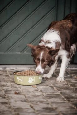 Delcon - Premium Hondenvoer - Puppy - 12kg -Dieren Benodigdheden Winkel 799x1200 2