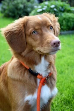 Rebel Petz - Honden Trainingslijn Met Halsband - Taupe, Zwart, Groen & Oranje - Maat Small Of Large - Kleur: Oranje, Maat: Large -Dieren Benodigdheden Winkel 800x1200 20