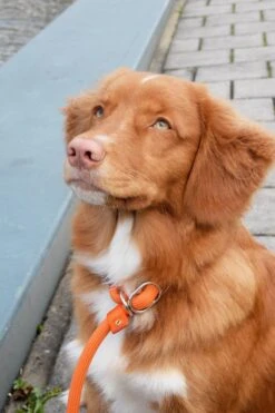 Rebel Petz - Honden Trainingslijn Met Halsband - Taupe, Zwart, Groen & Oranje - Maat Small Of Large - Kleur: Zwart, Maat: Large -Dieren Benodigdheden Winkel 800x1200 21