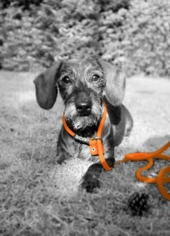 Rebel Petz - Honden Trainingslijn Met Halsband - Taupe, Zwart, Groen & Oranje - Maat Small Of Large - Kleur: Oranje, Maat: Large -Dieren Benodigdheden Winkel 870x1200 3