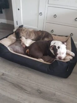 Hondenmand Cordura XXXL – Donkergrijs - 125 X 90 X 24 Cm 17 Hondenmand Cordura XXXL – Donkergrijs - 125 X 90 X 24 Cm -Dieren Benodigdheden Winkel 892x1200