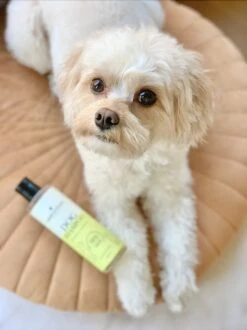 Fresh & Fluffy - Hondenshampoo Kamille / Patchouli - Geschikt Voor Alle Hondenrassen - Natuurlijk & Vegan Voor De Gevoelige Huid - 250ml -Dieren Benodigdheden Winkel 899x1200 5