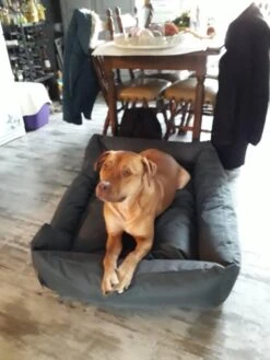 Hondenmand Cordura XXXL – Donkergrijs - 125 X 90 X 24 Cm 16 Hondenmand Cordura XXXL – Donkergrijs - 125 X 90 X 24 Cm -Dieren Benodigdheden Winkel 900x1200 1