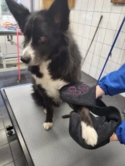 N4dogs – Hondenhanddoek – Honden Handdoek – Microvezel Handdoek – Handdoek Hond – Droogdoek Hond – Dierendeken – Sterk Absorberend – Handdoek Met Zakken - Zwart - 66 X 23 Cm -Dieren Benodigdheden Winkel 900x1200 15